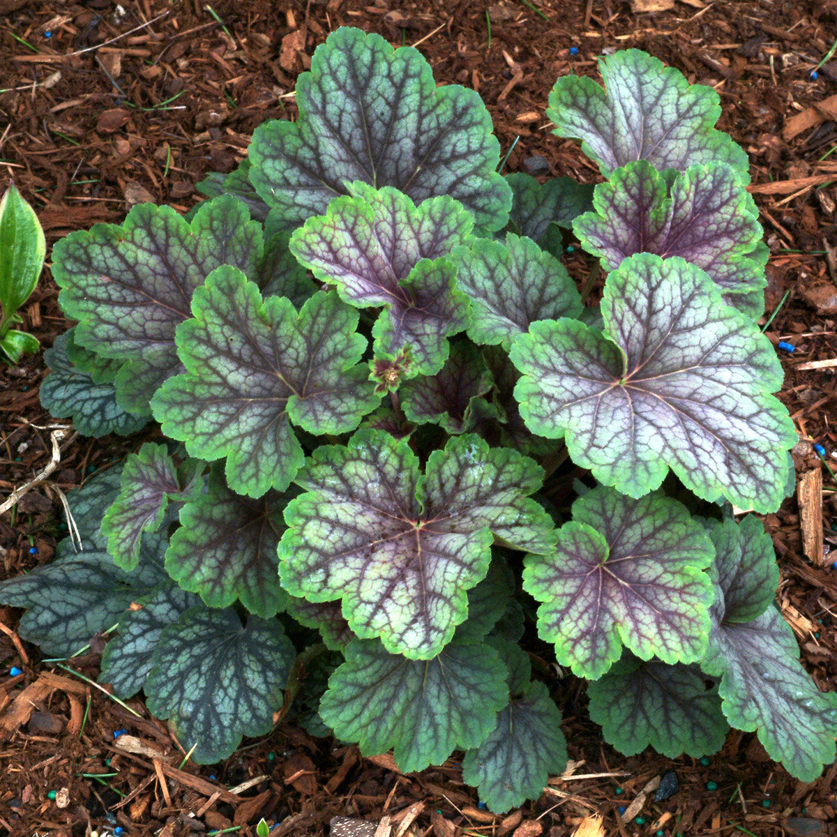 Green Spice Coral Bells plant with variegated foliage.