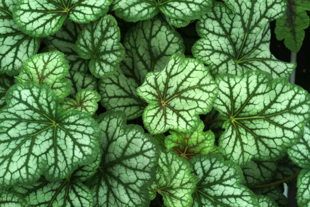 Buy Green Spice Coral Bells online.