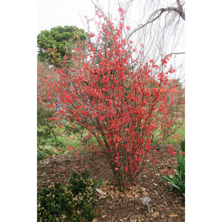 Buy Red Flowering Quince online.