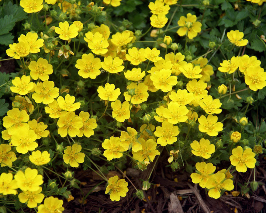 Silverweed plant with bright yellow flowers.