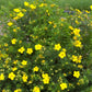 potentilla yellow blooming for sale