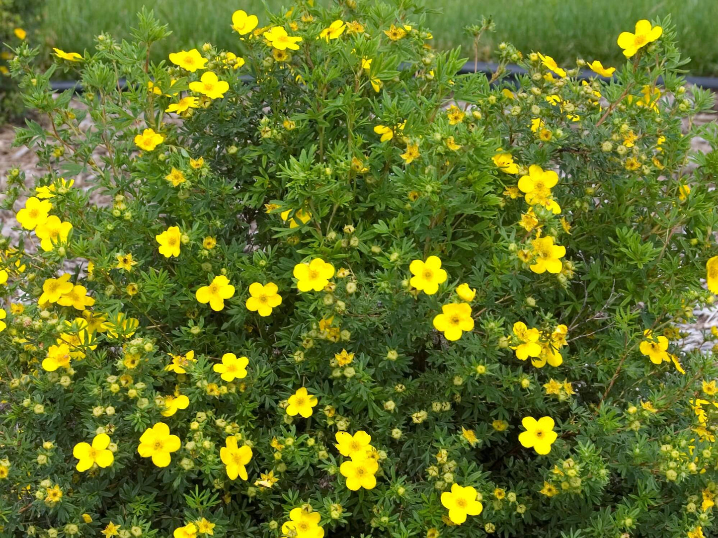 Yellow Potentilla shrub in full bloom.