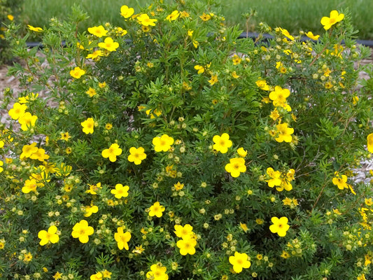 Yellow Potentilla shrub in full bloom.