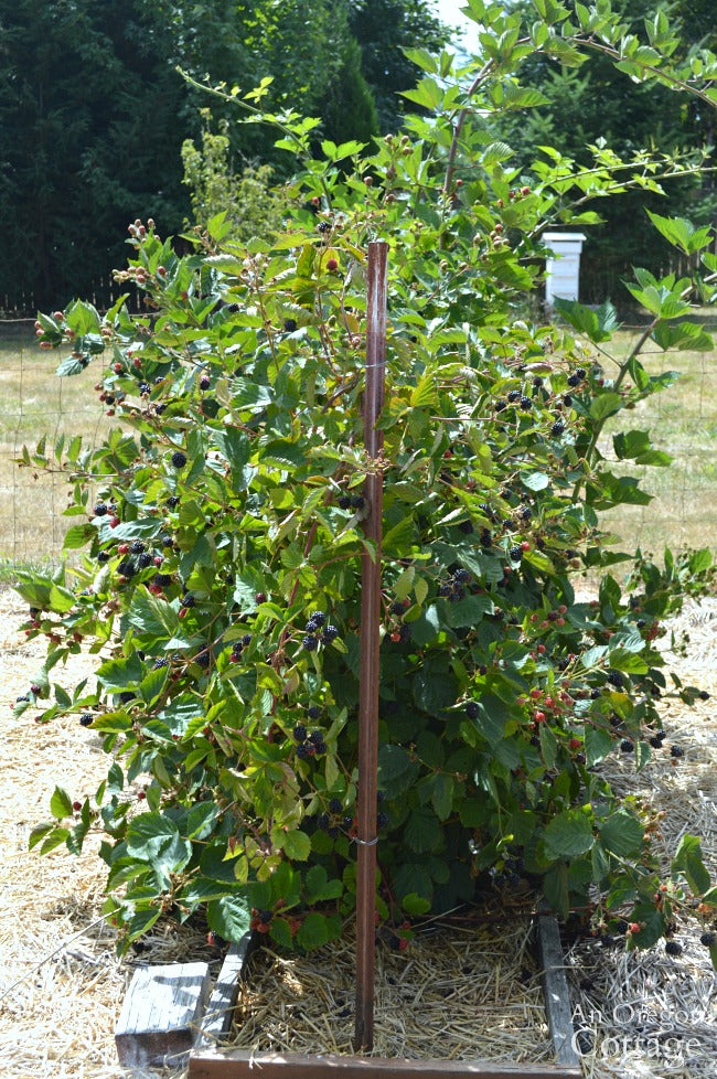 Thornless blackberry plant in full sun.