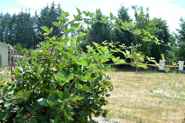 Healthy thornless blackberry plant growing in garden.