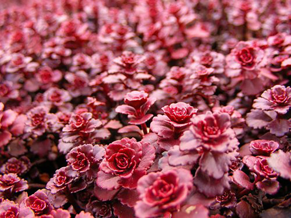 Dragon's Blood Sedum spreading in landscape.