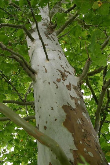 Sycamore Tree for sale with peeling bark.