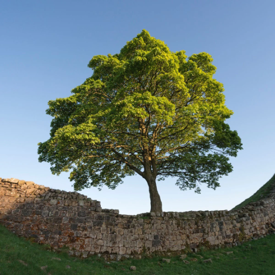 Buy Sycamore Tree seedling online.
