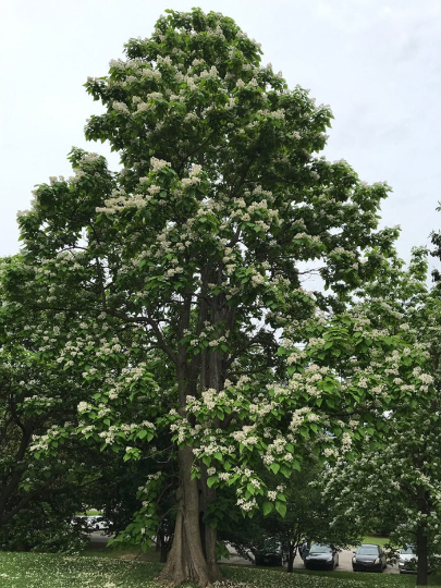 Northern Catalpa tree with large heart-shaped leaves.