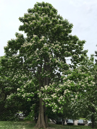 Catalpa Tree For Sale | Buy A Cigar Catawba Indian Bean Plant Online