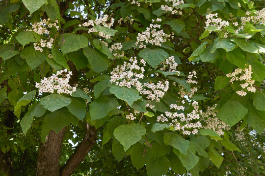 Buy Northern Catalpa tree online for shade gardens.