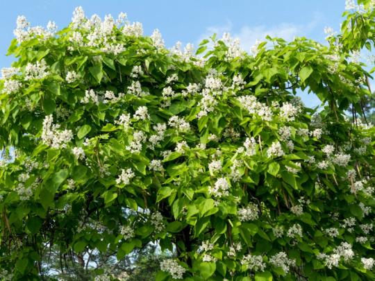Big leaf tree with long bean-like pods.