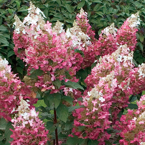 Close-up of panicle flowers on Tardiva Hydrangea.
