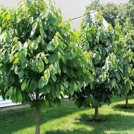 Ripe Pawpaw Fruit with Creamy Tropical Flesh