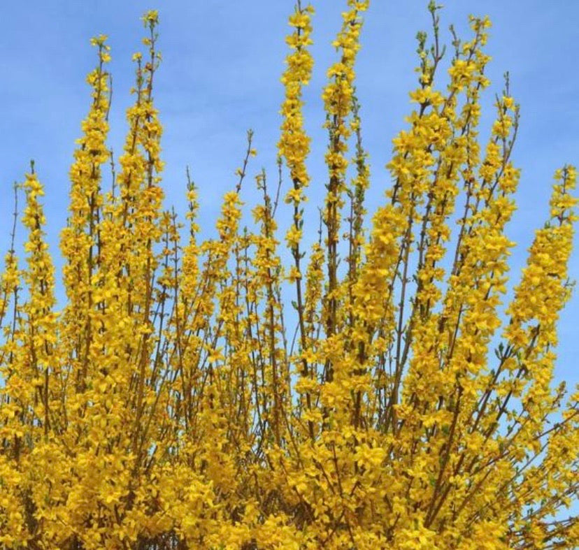 Forsythia x intermedia 'Lynwood Gold' shrub.