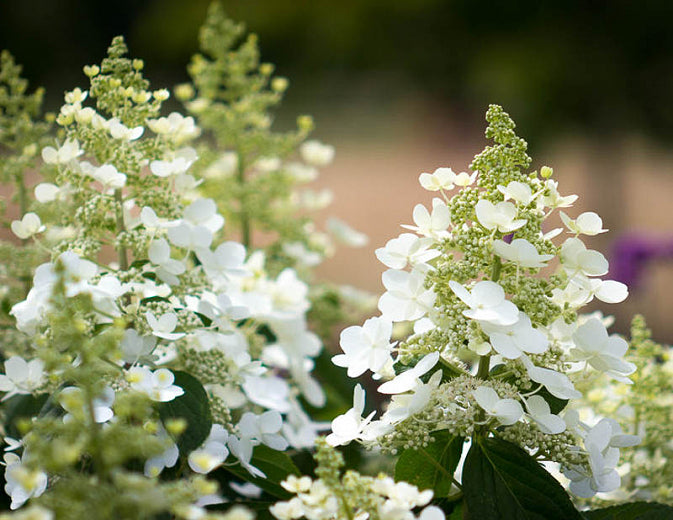 Hardy Tardiva Hydrangea, perfect for landscape design.