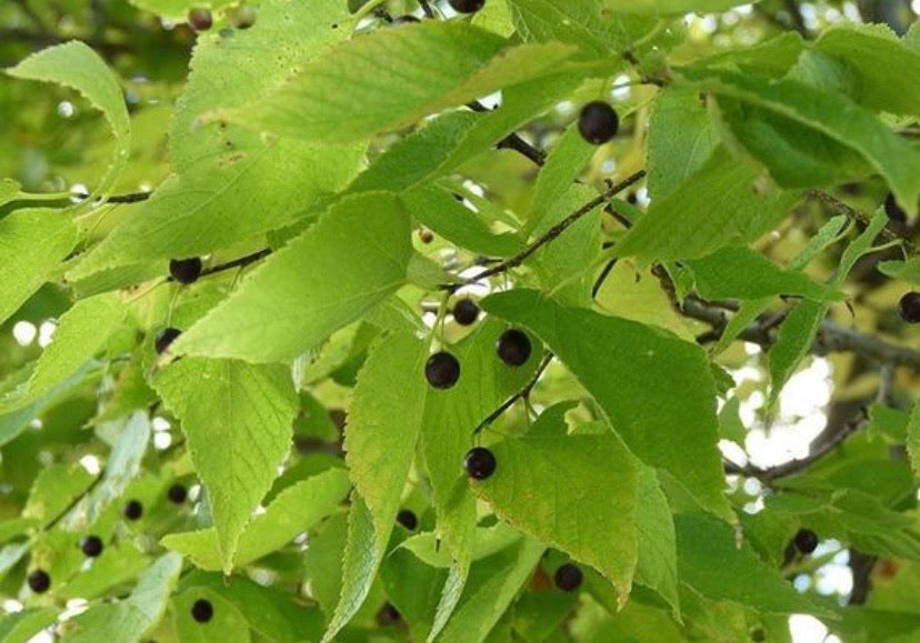 American Hackberry tree in landscape.