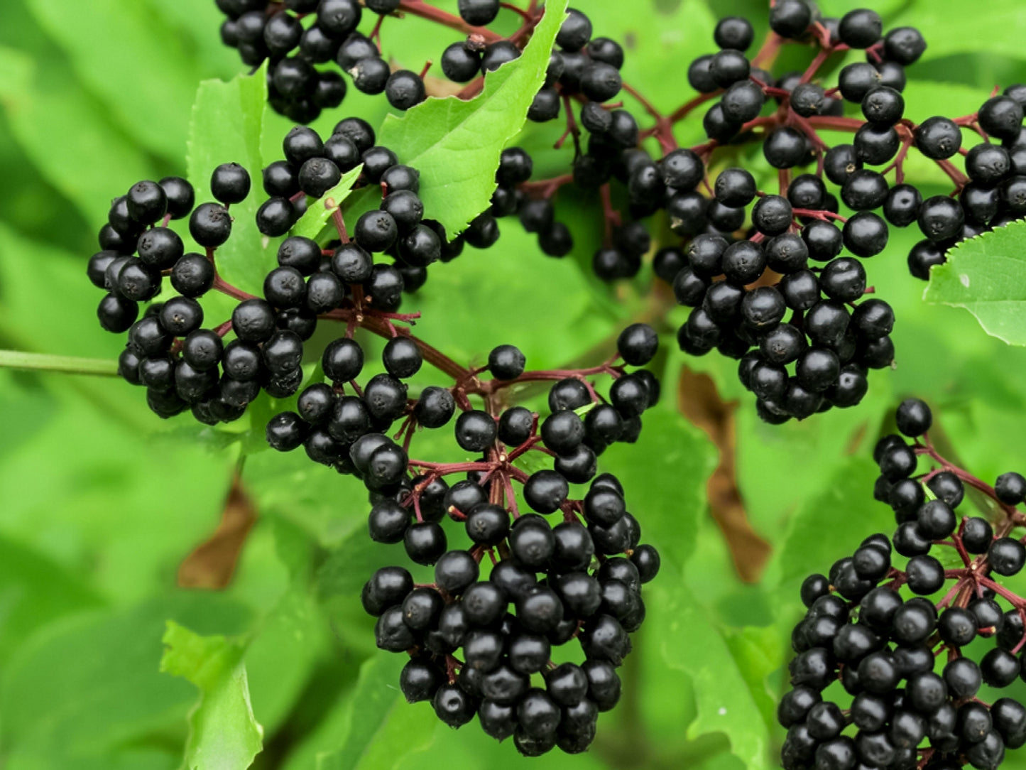 Elderberry Tree For Sale | Buy Live Sambucus Nigra Tree Online
