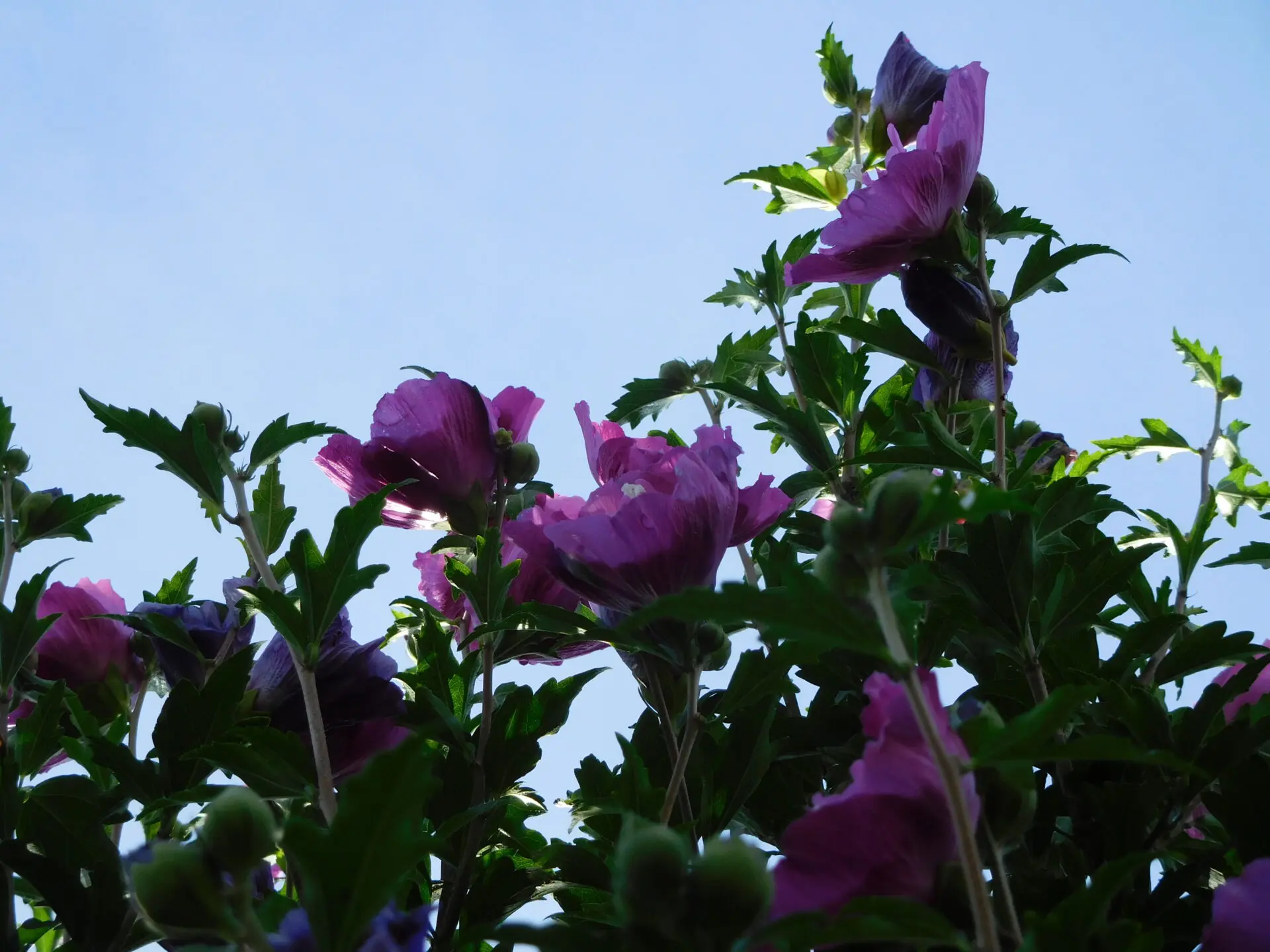 Buy Rose of Sharon plant online.