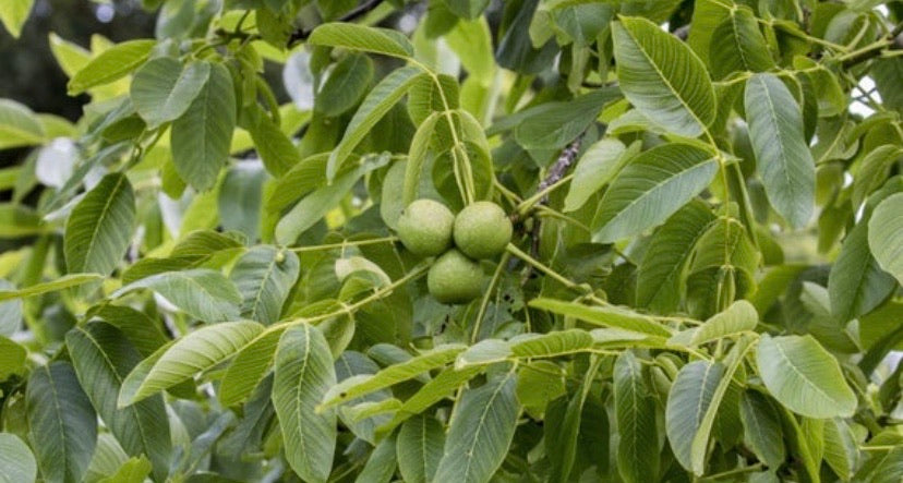 Buy black walnut tree for nuts and timber value