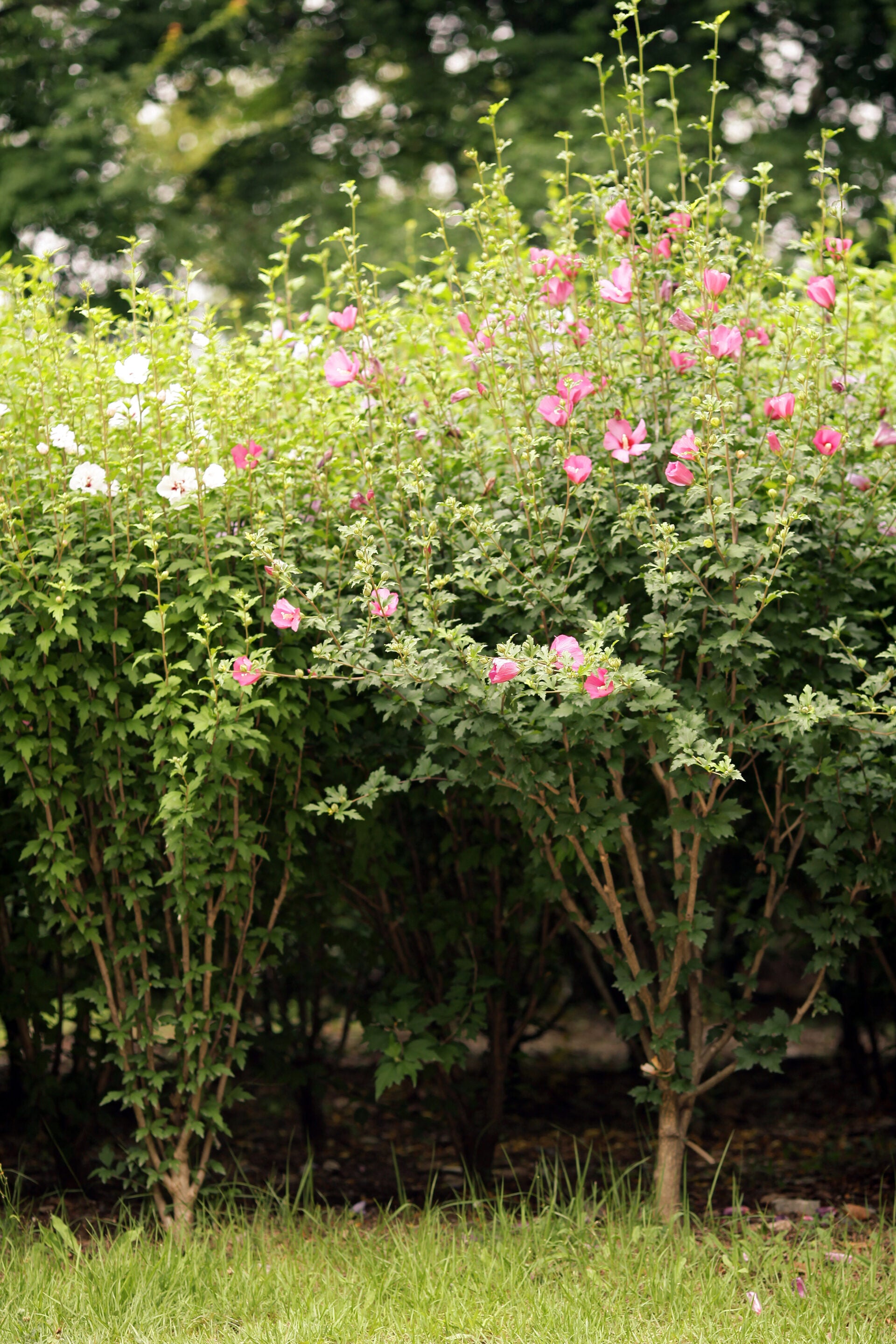 Rose of Sharon Hibiscus shrub with pink flowers.