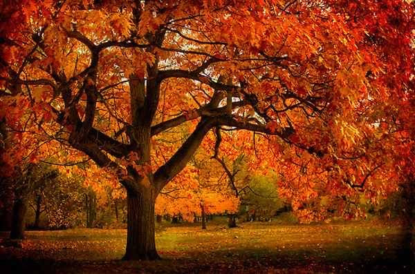 Northern Red Oak Tree with vibrant red leaves.