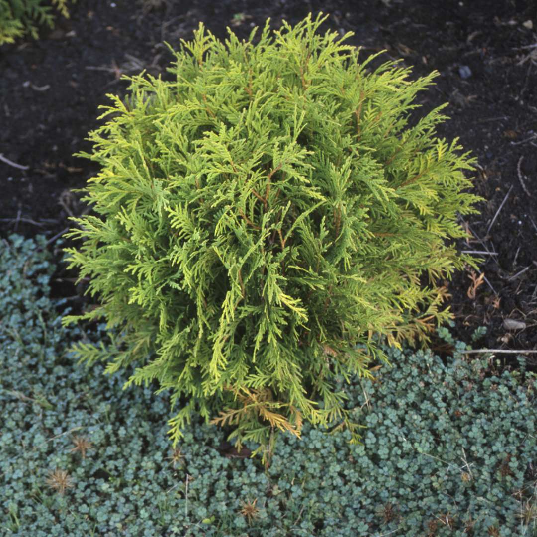 Golden Globe Arborvitae providing year-round color.