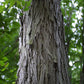 Shell Bark Hickory Tree For Sale | Buy Live Carya Laciniosa Online