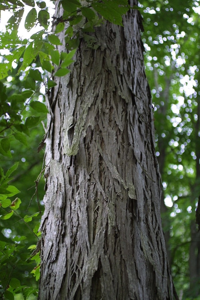Mature shellbark hickory tree in landscape.