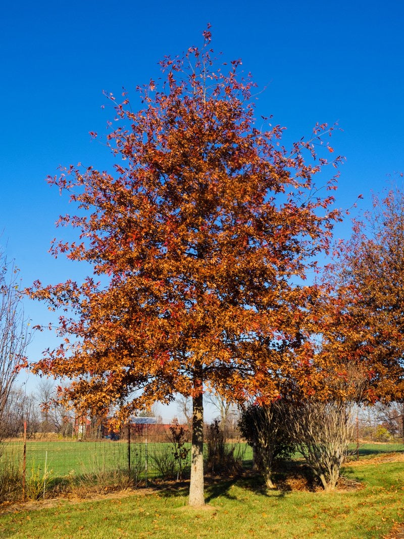 Shumard Red Oak Tree providing shade.