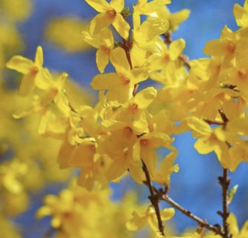 Yellowbell bush with vibrant yellow flowers.