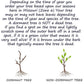 Green Giant Arborvitae Tree For Sale | Buy Thuja Standishii x Plicata 