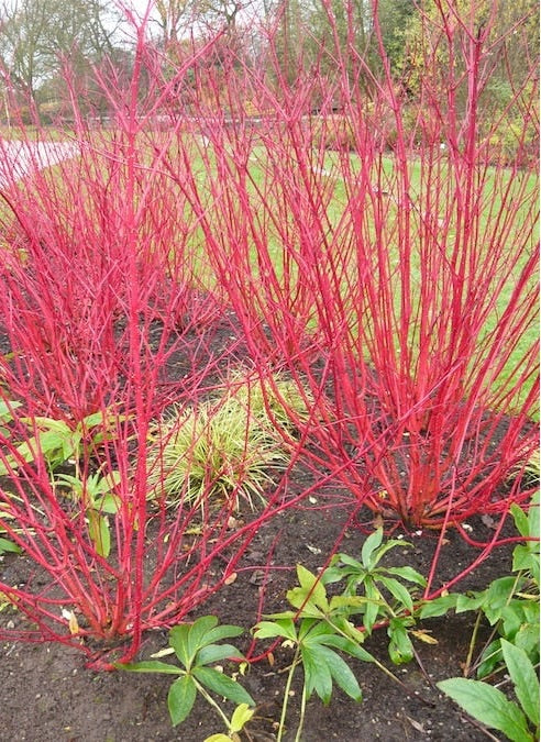 Red Twig Dogwood with vibrant red stems.