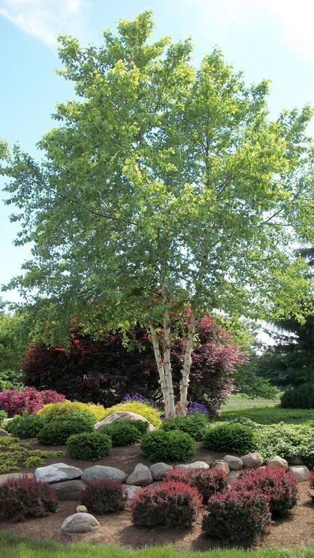 Betula Nigra tree in landscape.