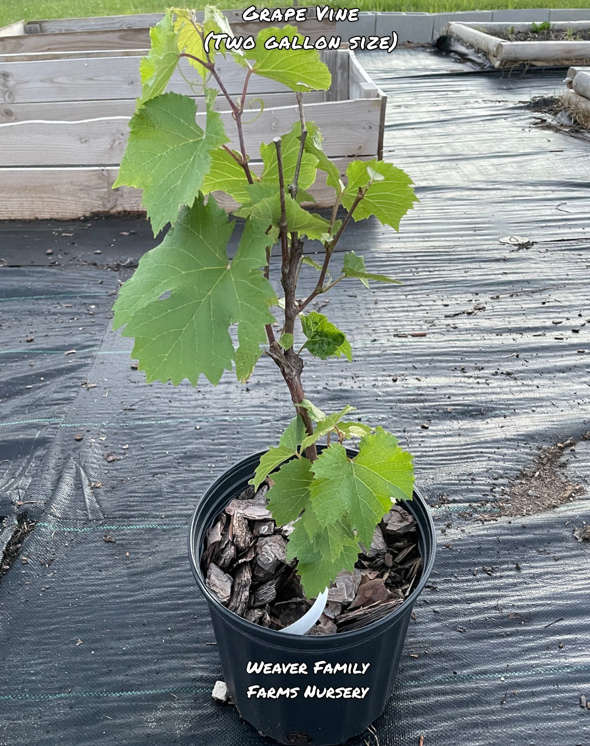 Buy Seedless Concord Grape plant online.
two gallon size