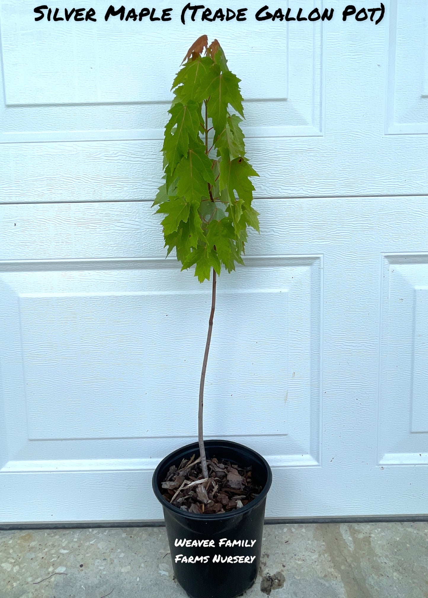 Silver Maple Tree gallon size - Weaver Family Farms Nursery