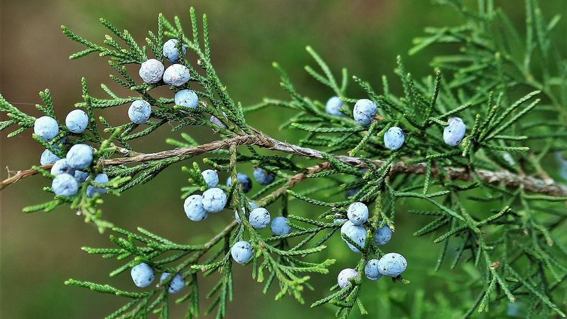 Eastern Red Cedar Tree For Sale | Buy Juniperus Virginiana Online