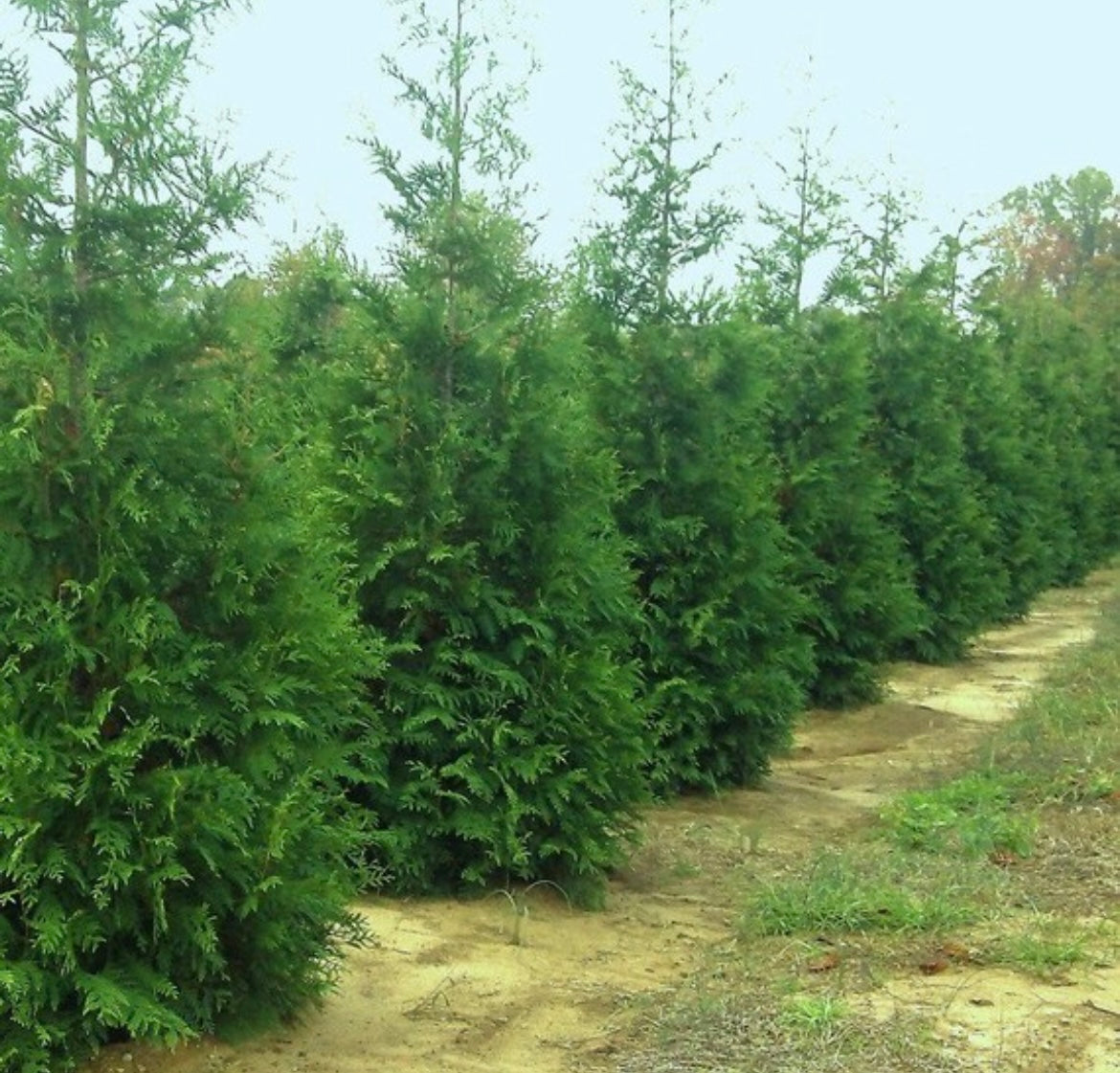 Green Giant Arborvitae hedge for sale.