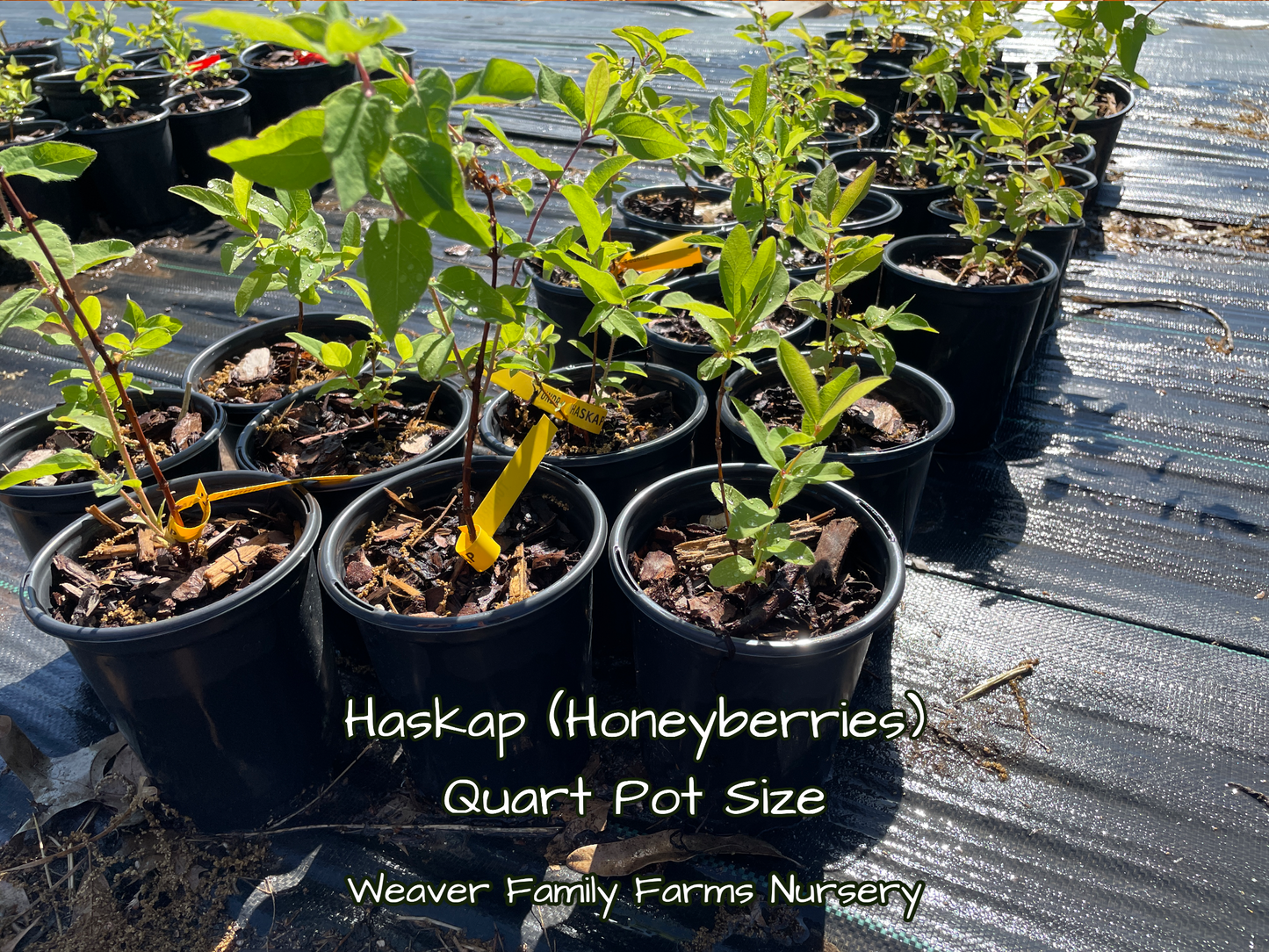 Buy Aurora Honeyberry plants for edible landscapes.