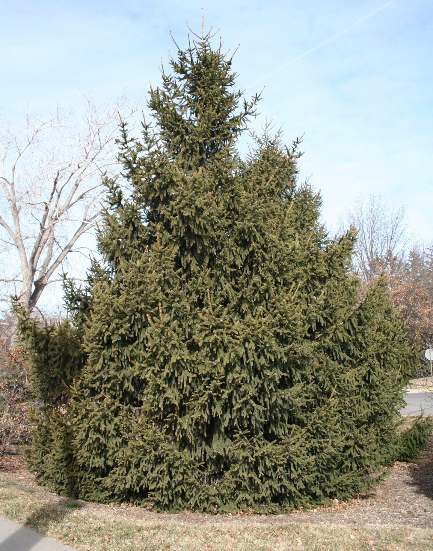Fast-growing Norway spruce in outdoor setting.