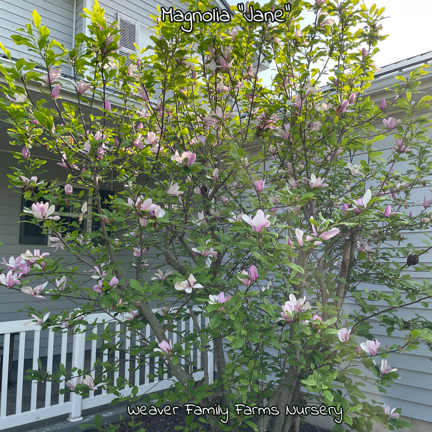 Magnolia Jane for sale, planted in a small garden setting.