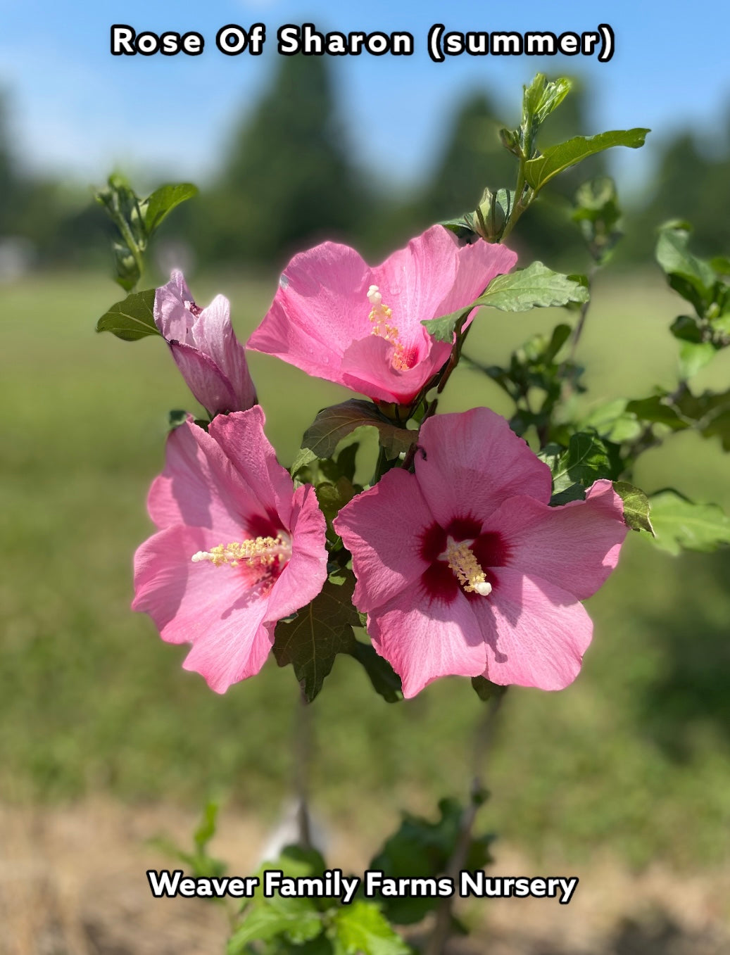 Althea tree in full bloom.