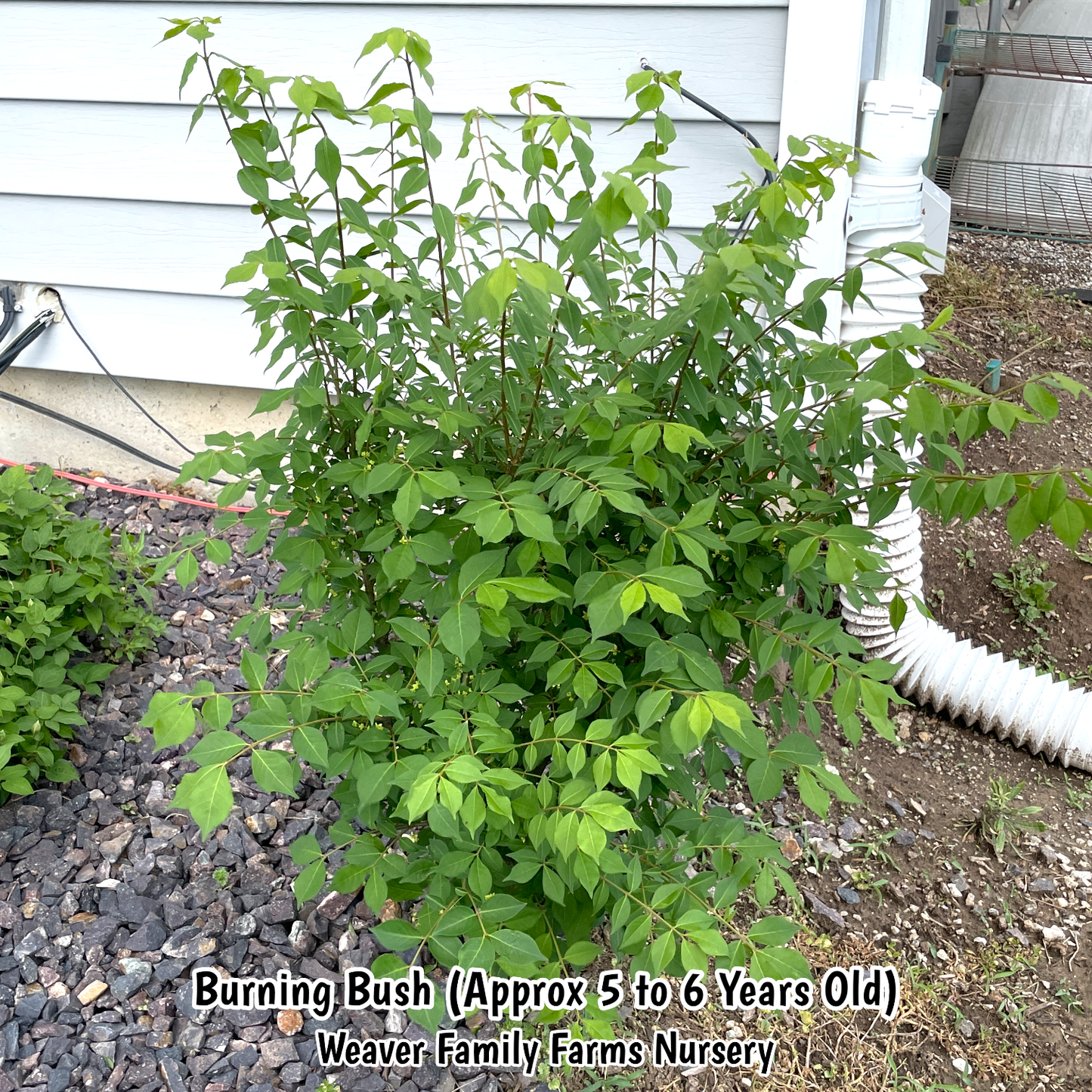 Compact Euonymus Dwarf Burning Bush in garden bed.