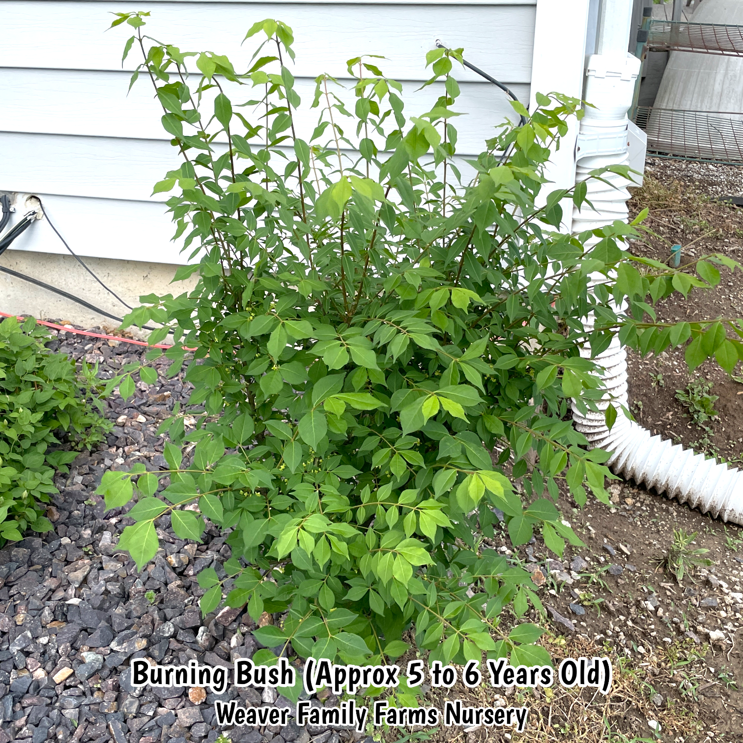 Compact Euonymus Dwarf Burning Bush in garden bed.