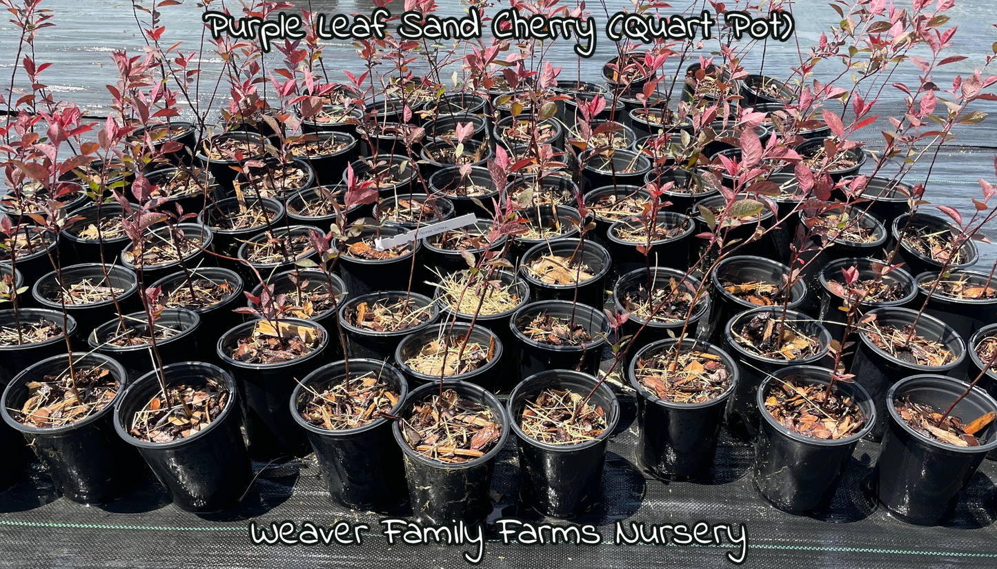 Purple Leaf Sand Cherry - Weaver Family Farms Nursery