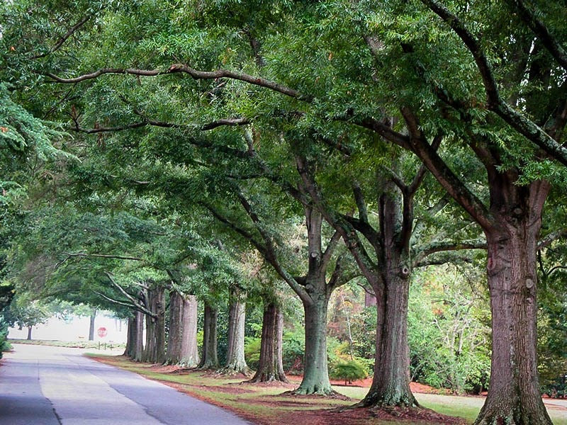 Willow Oak Tree providing shade in a landscape.