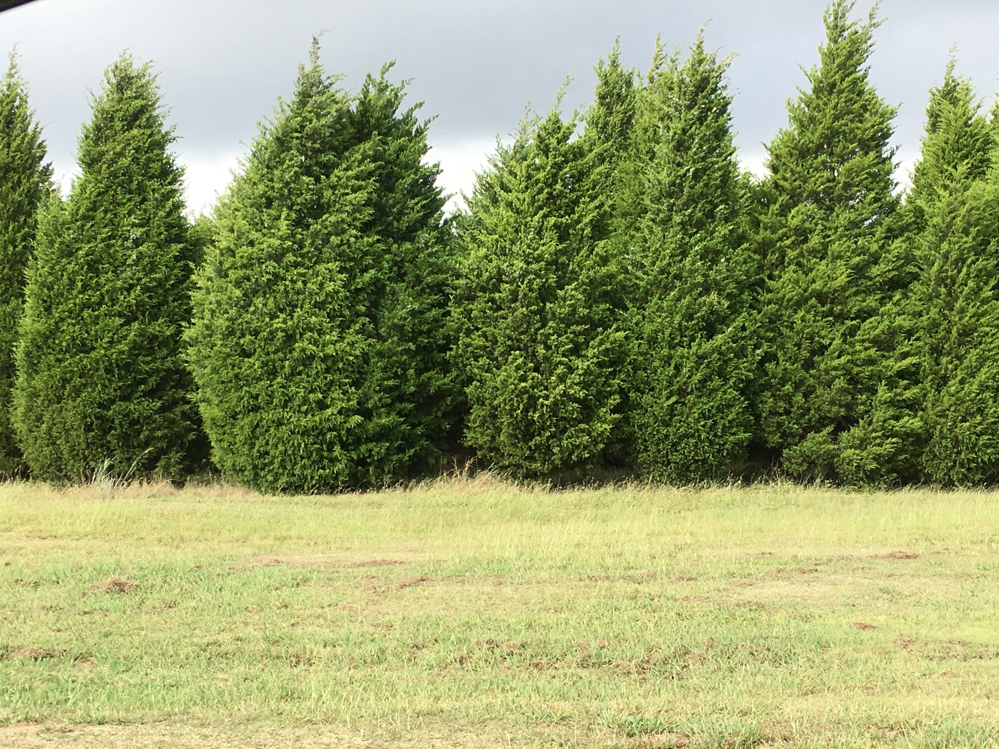 Hardy Eastern Red Cedar providing windbreak.