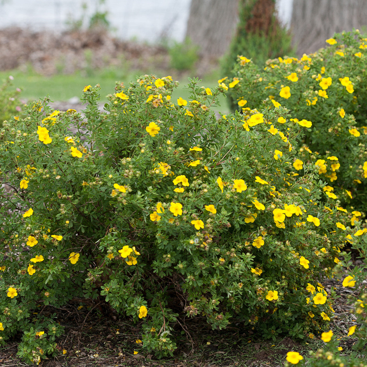 Buy Yellow Potentilla flowering shrub online.
