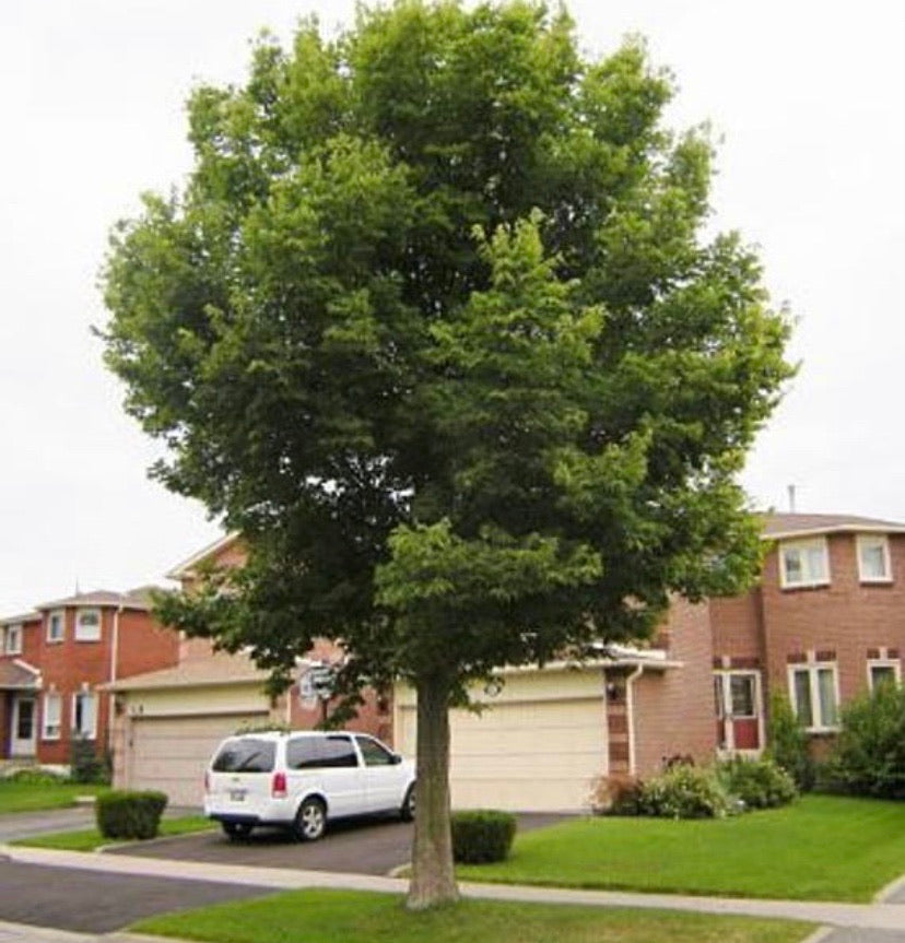 Fast-growing Hackberry tree.