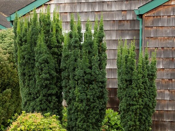Close-up of Hicks Yew shrub needles.